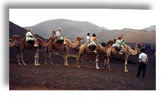 Camel Safari, Canary Islands