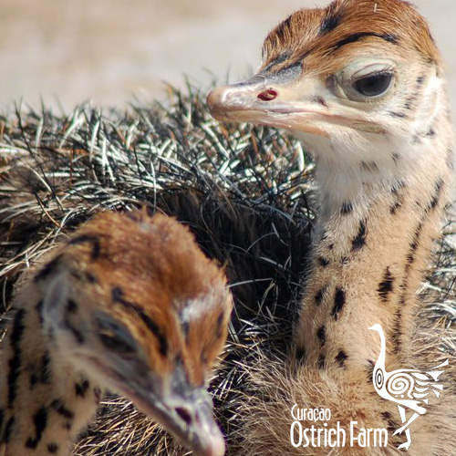 https://curacaoostrichfarm.com/wp-content/uploads/2012/04/curacao-ostrich-farm-17.jpg