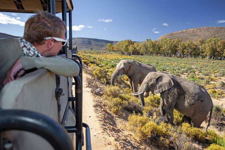 https://www.aquilasafari.com/wp-content/uploads/2022/03/elephants.jpg