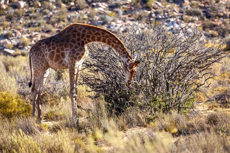 https://www.aquilasafari.com/wp-content/uploads/2022/03/giraffe.jpg